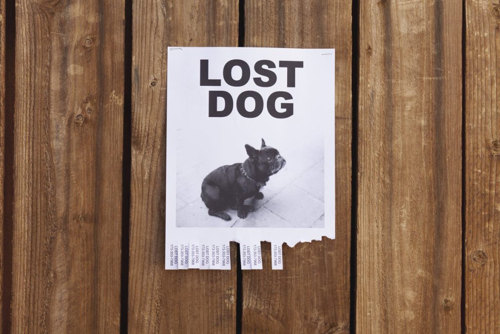 national-lost-dog-awareness-day-april-23