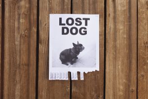 National Lost Dog Awareness Day April 23