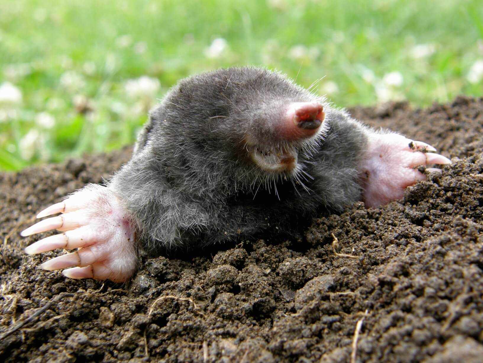 National Mole Day October 23