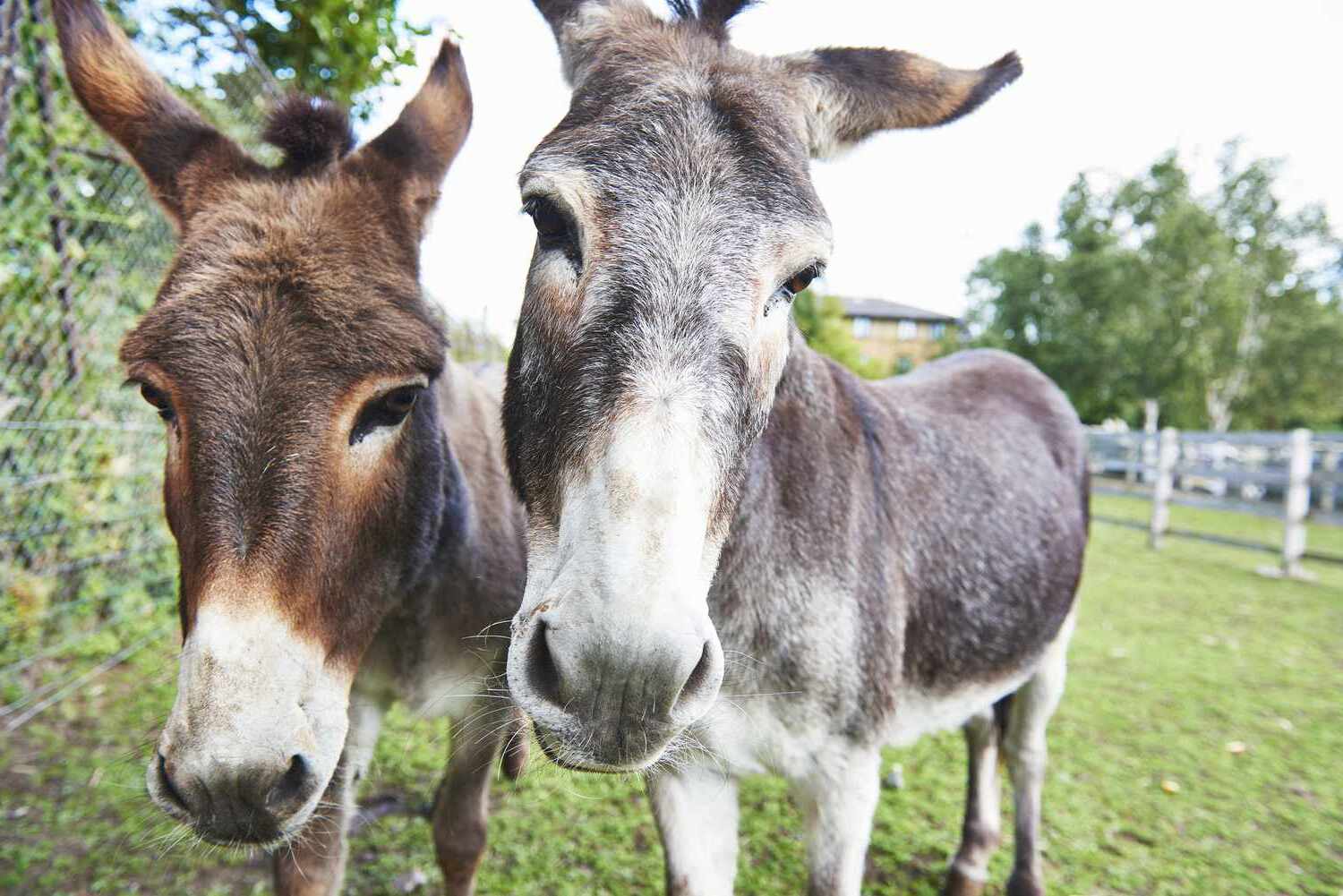 National Mule Day October 26