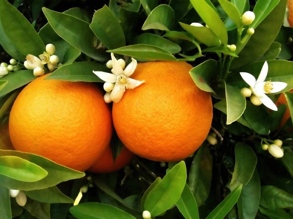 national-orange-blossom-day-june-27