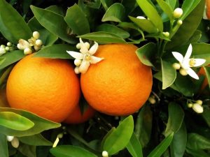 National Orange Blossom Day June 27