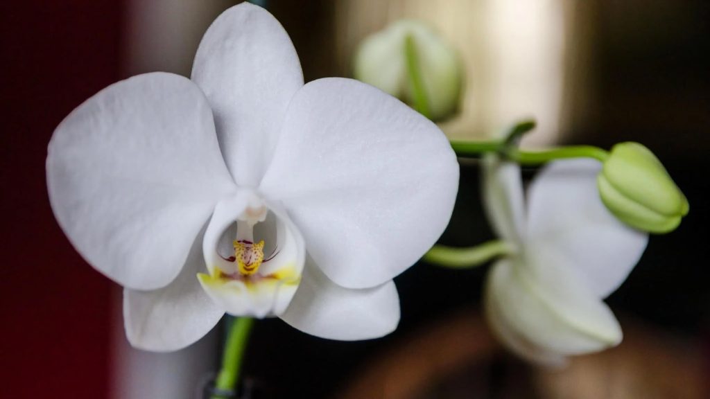 national-orchid-day-april-16