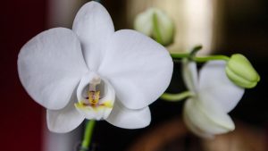 National Orchid Day April 16