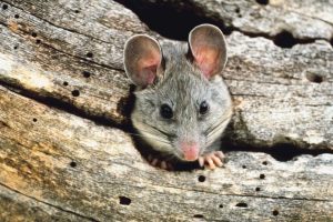 National Pack Rat Day May 17