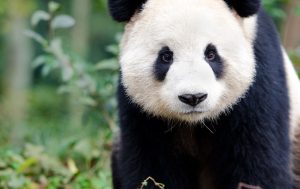 National Panda Day March 16