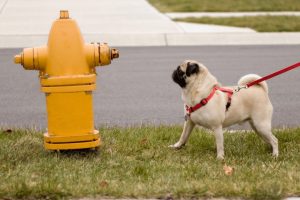 National Pet Fire Safety Day July 15