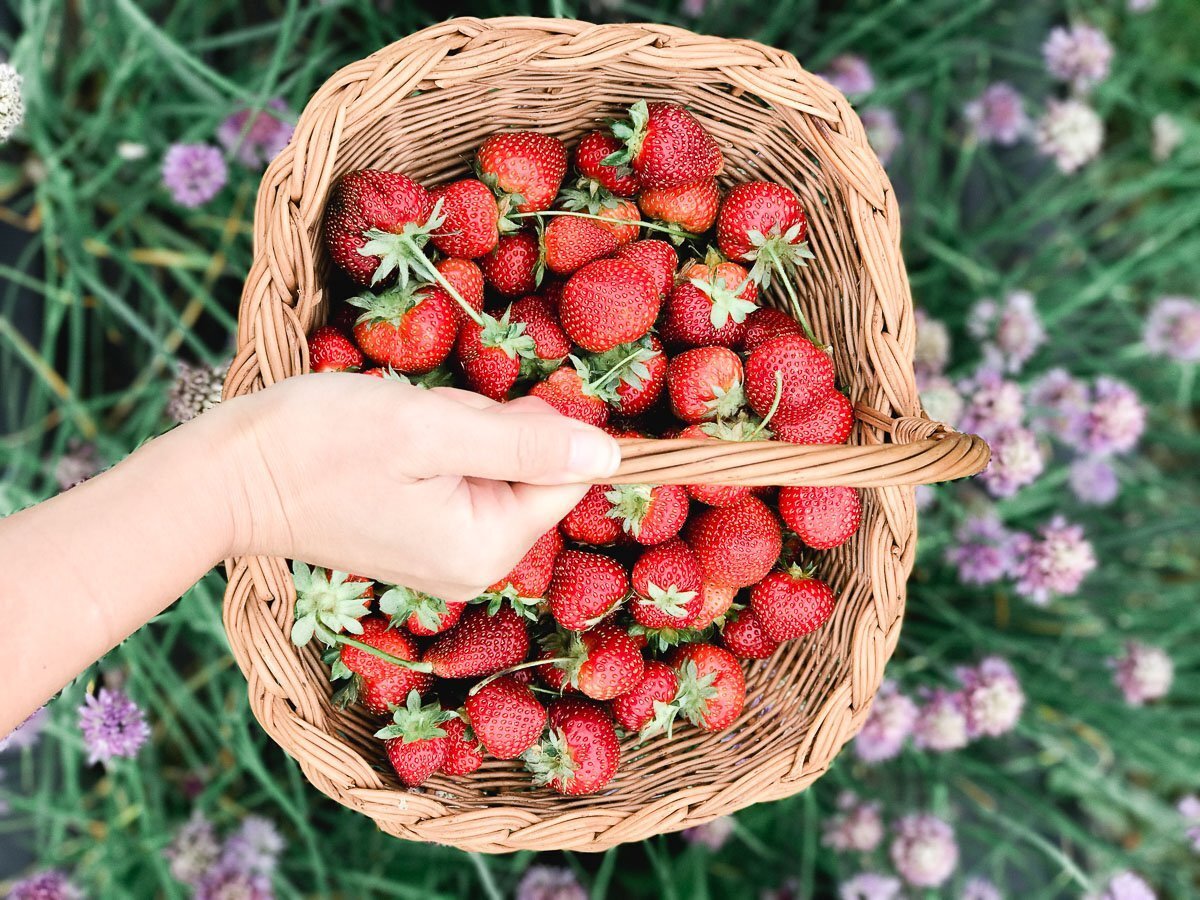 Featured image for National Pick Strawberries Day May 20
