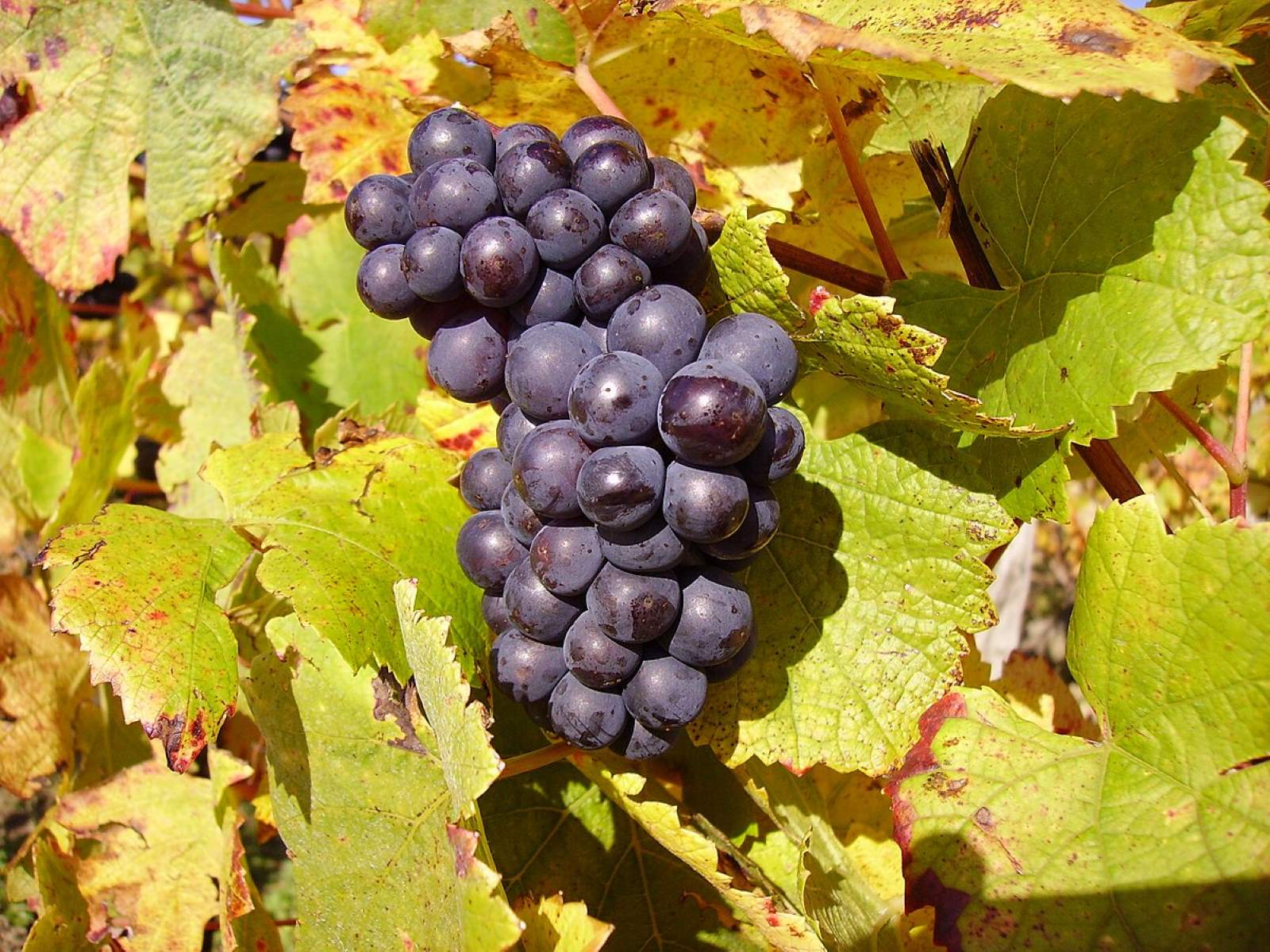 National Pinot Noir Day August 18