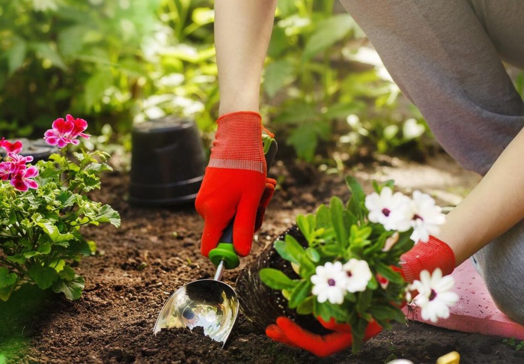 national-plant-a-flower-day-march-12