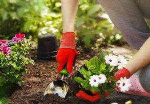 National Plant A Flower Day March 12