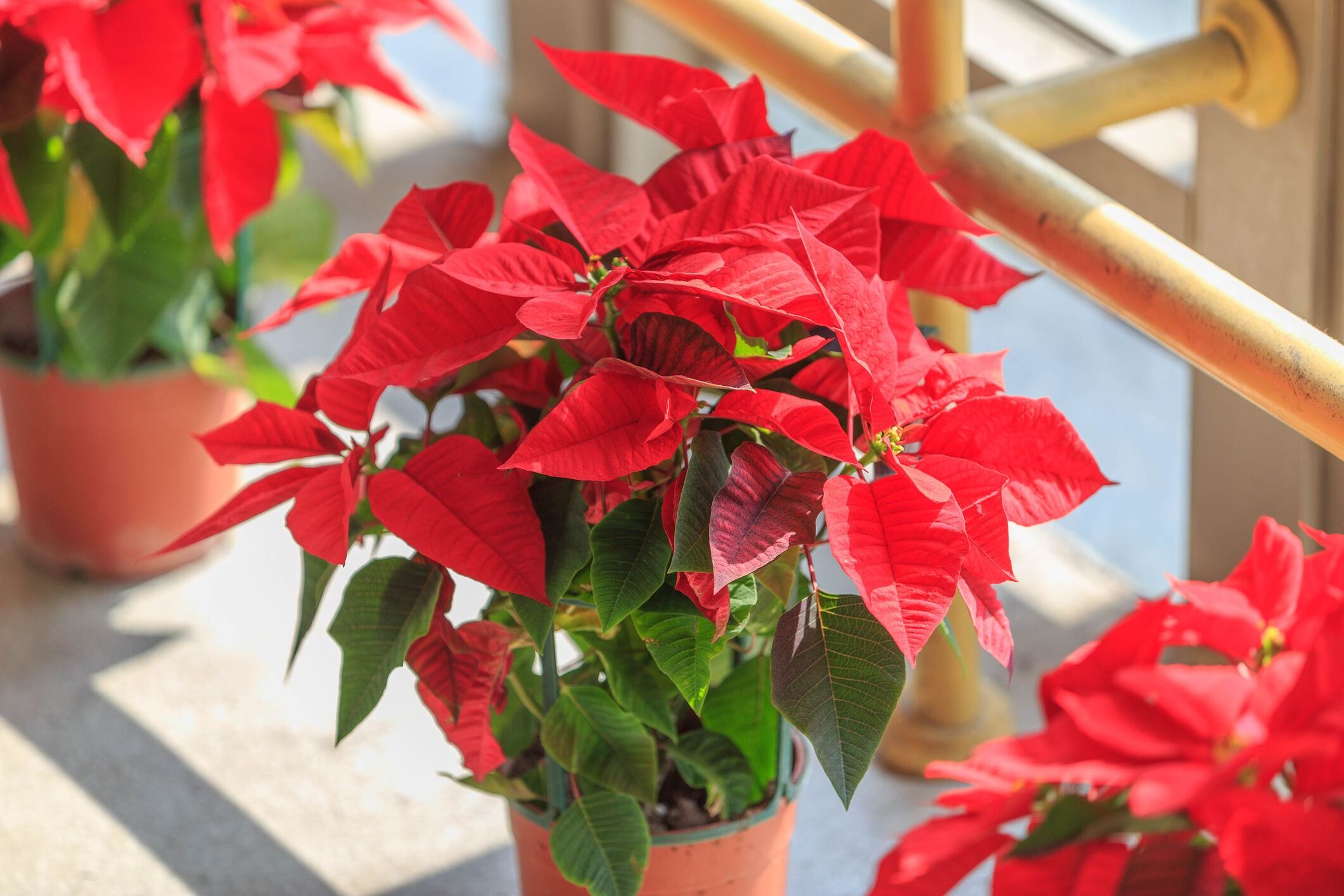 National Poinsettia Day December 12