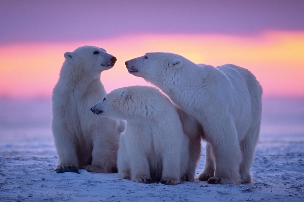 national-polar-bear-day-february-27