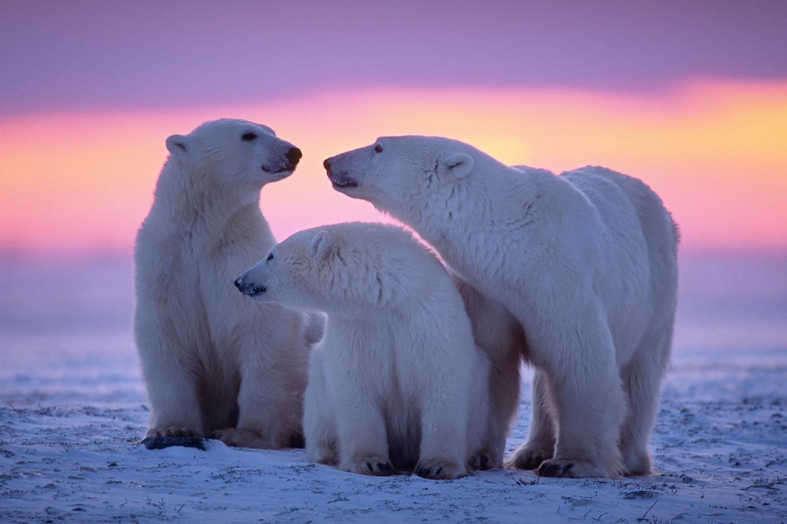National Polar Bear Day February 27