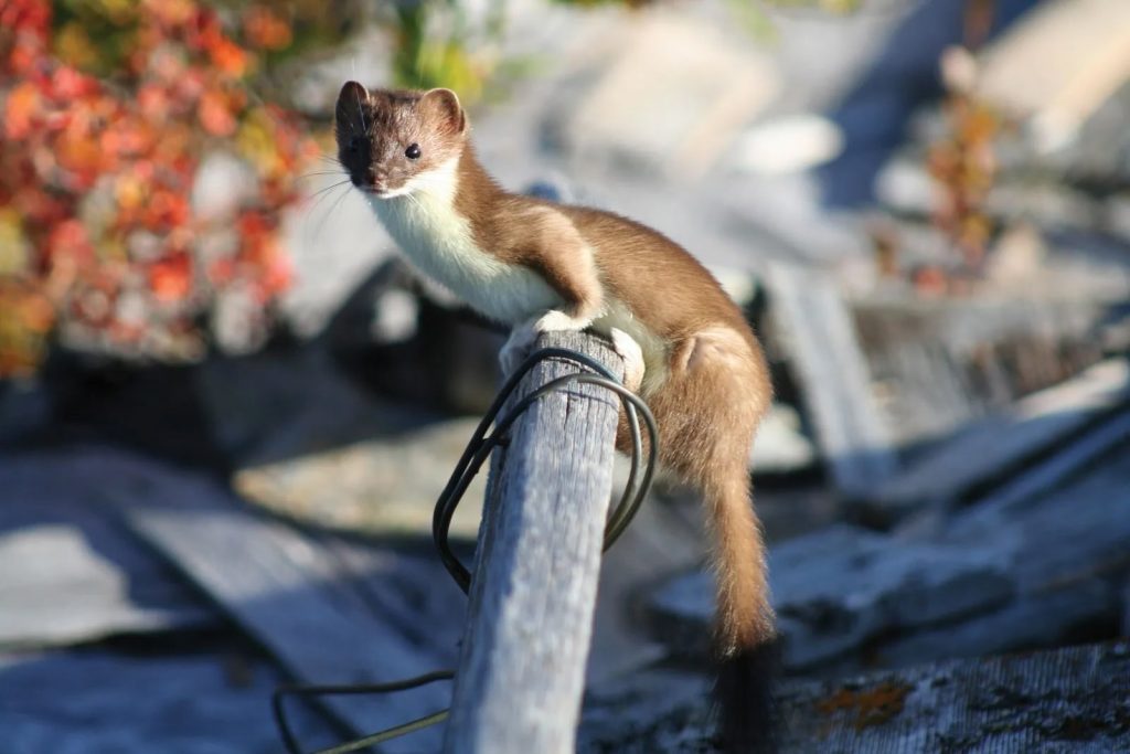 national-pop-goes-the-weasel-day-0-june-14