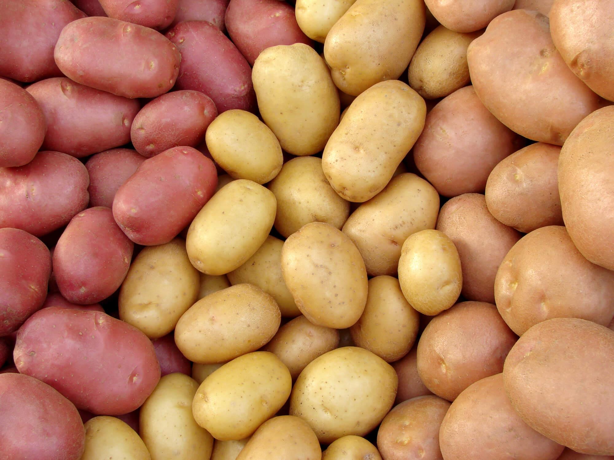 National Potato Day August 19