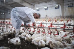 National Poultry Day March 19