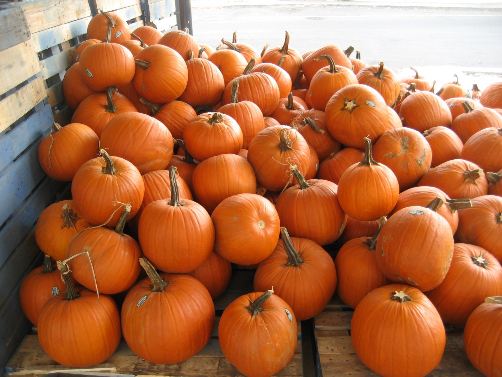 National Pumpkin Day October 26