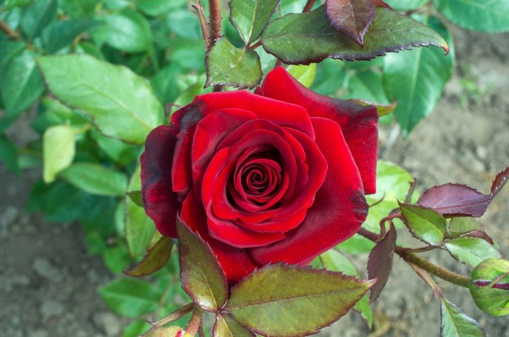 national-red-rose-day-june-12