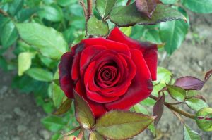 National Red Rose Day June 12