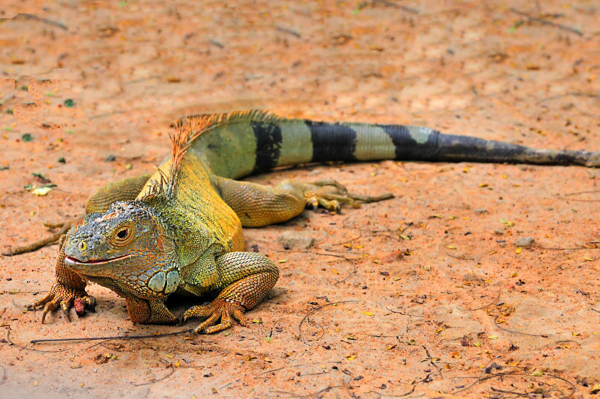 National Reptile Awareness Day October 21