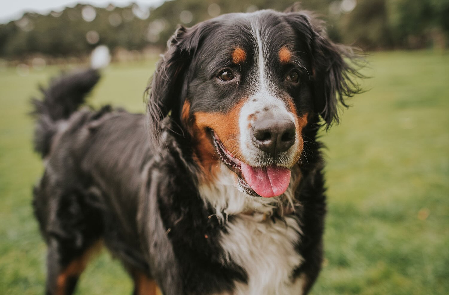 Featured image for National Rescue Dog Day May 20