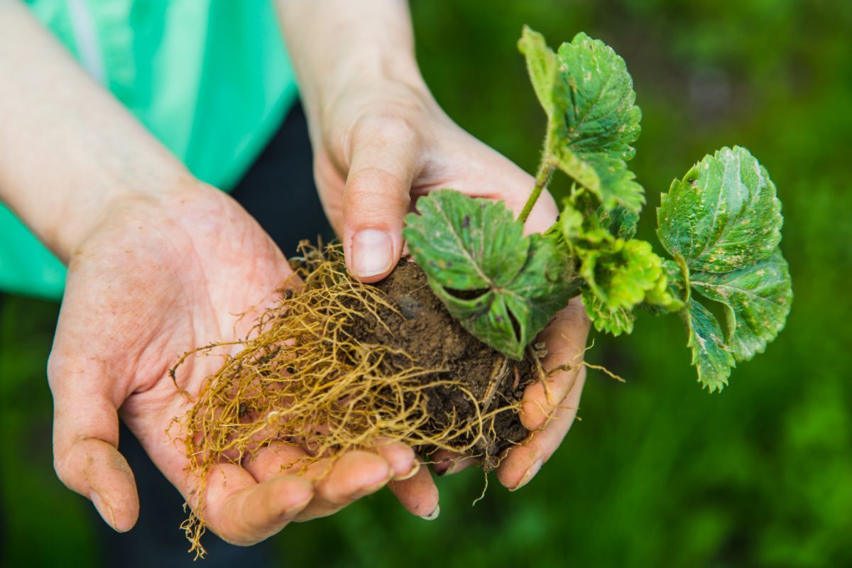 National Roots Day December 23