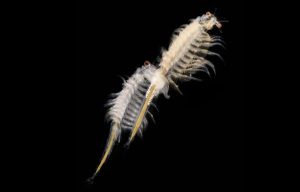 National Sea Monkey Day May 16