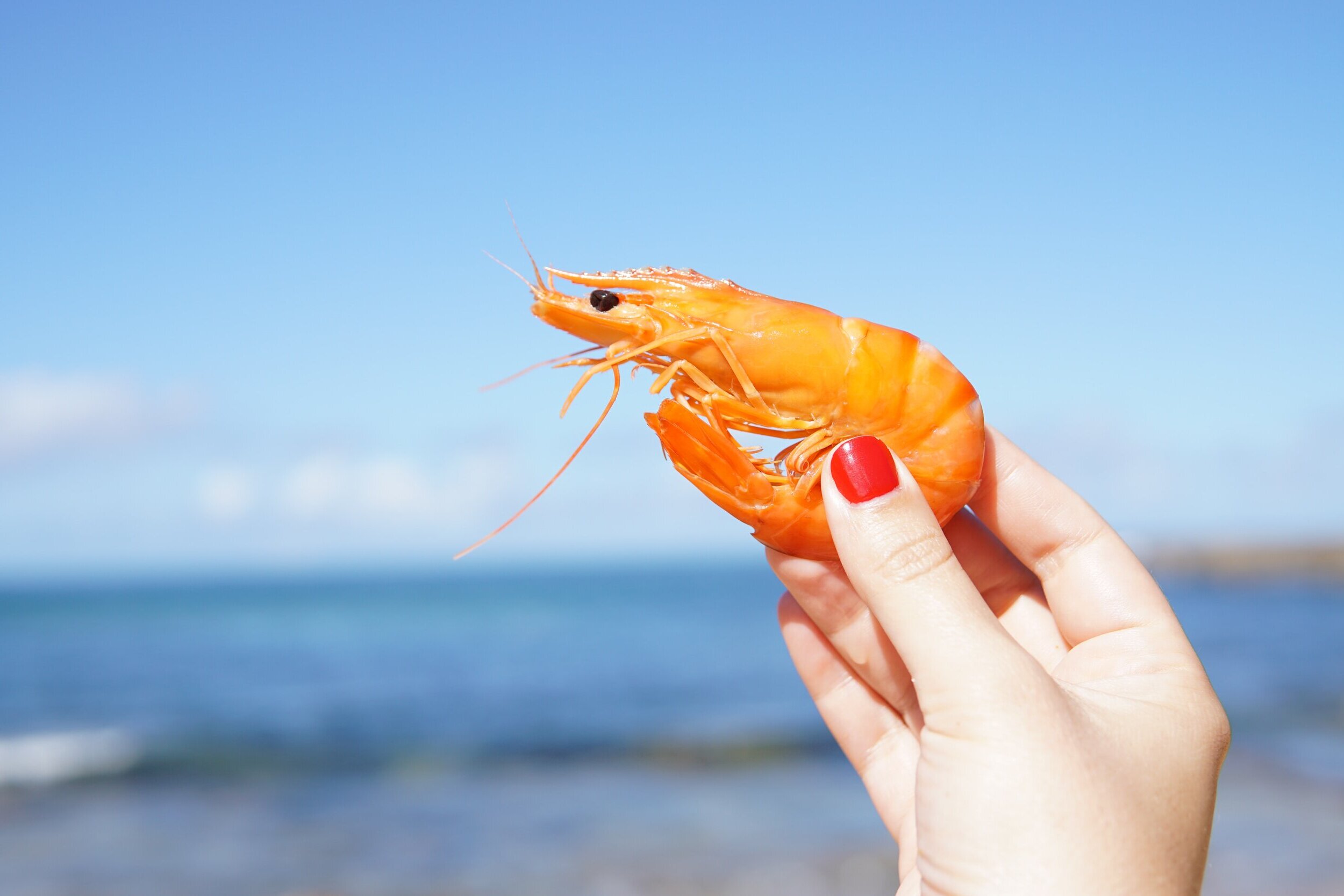 National Shrimp Day May 10