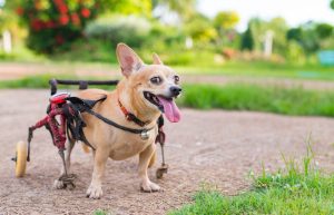 National Specially Abled Pets Day May 3