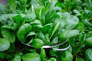 National Spinach Day March 26