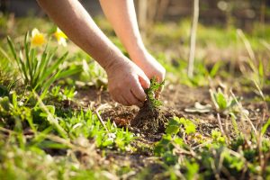 National Weed Your Garden Day June 13