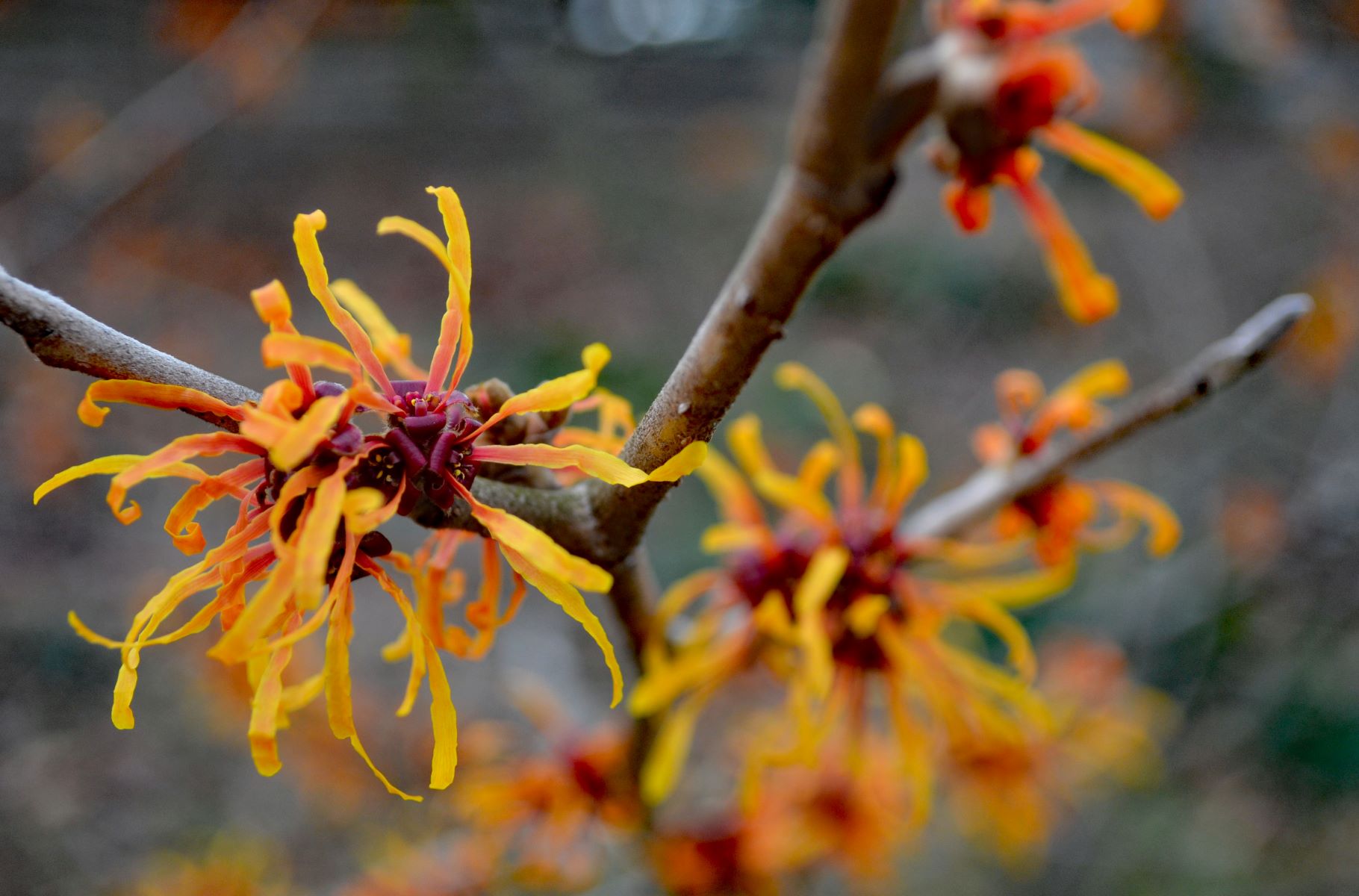 National Witch Hazel Day October 21