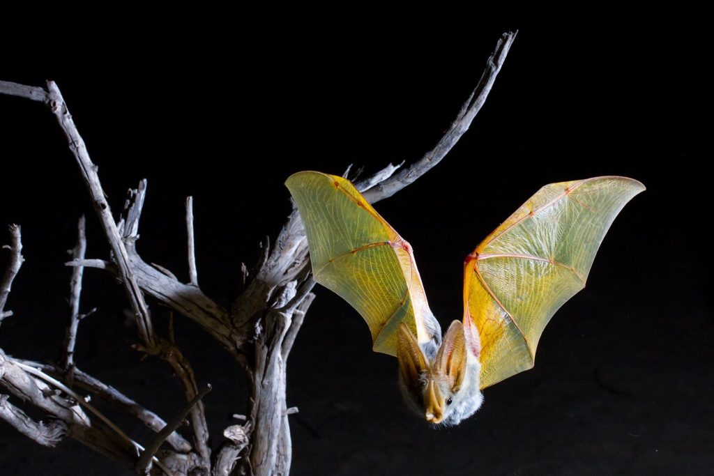 national-yellow-bat-day-april-21