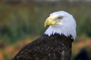 Save The Eagles Day January 10