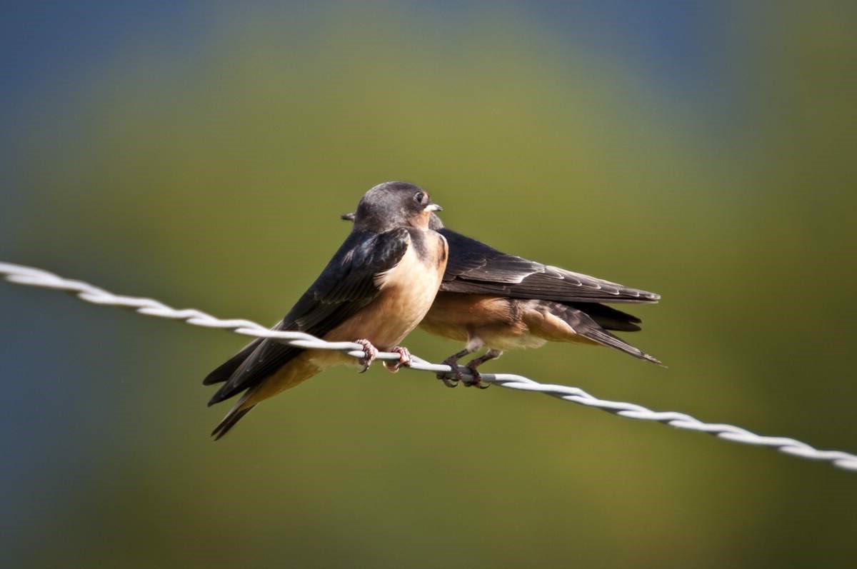 Swallows Depart From San Juan Capistrano Day October 23