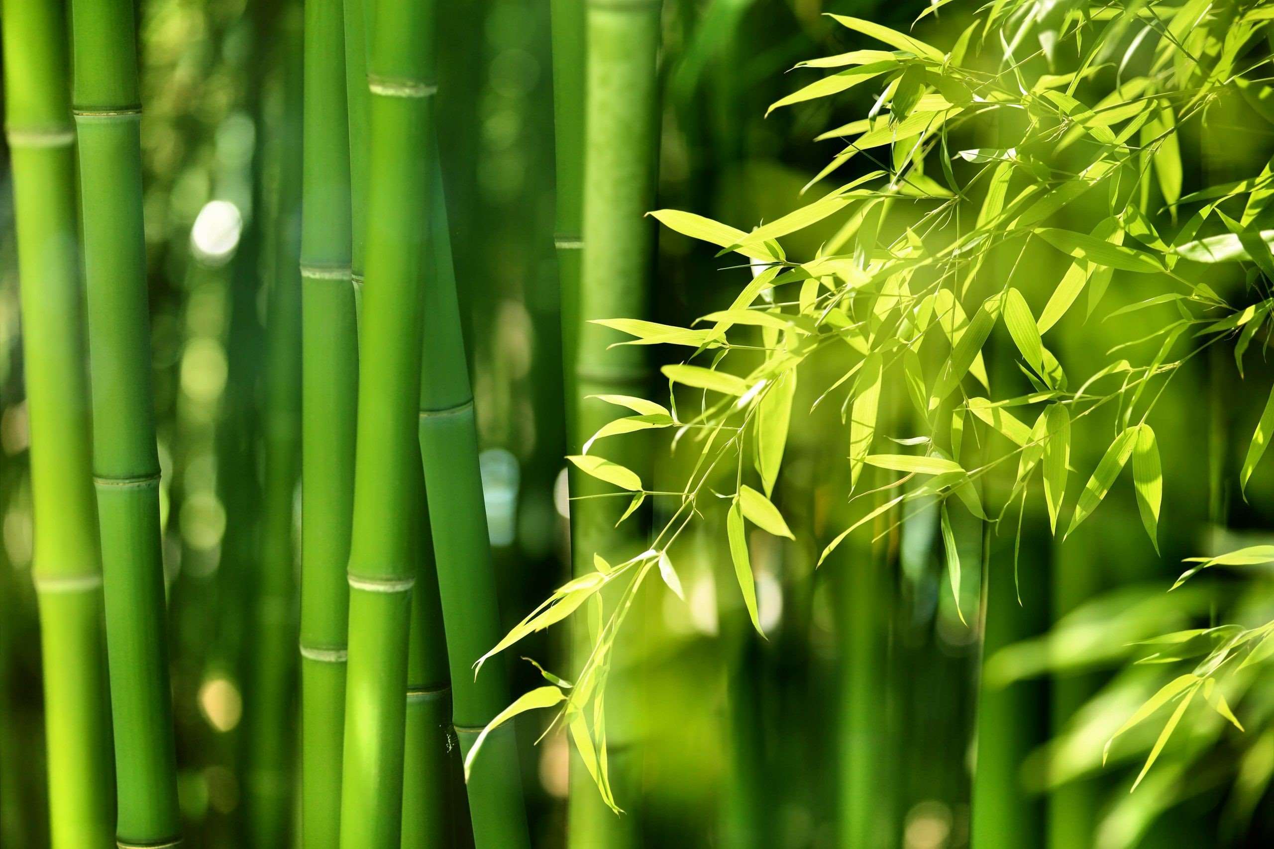 world-bamboo-day-september-18