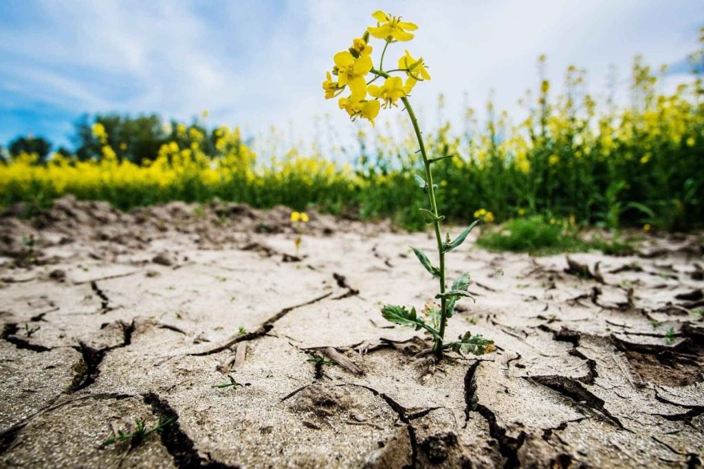 world-day-to-combat-desertification-and-drought-june-17