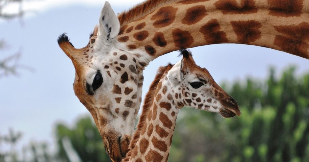 world-giraffe-day-june-21