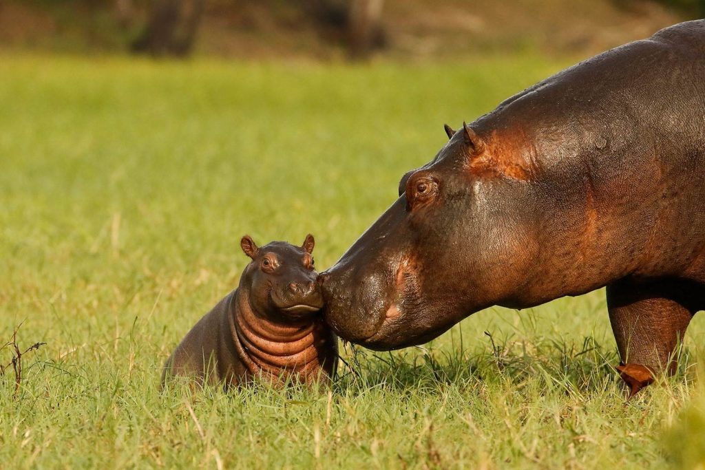 world-hippo-day-february-15