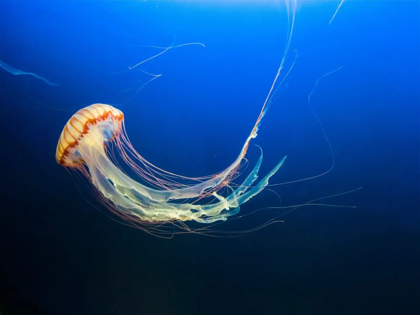 World Jellyfish Day November 3