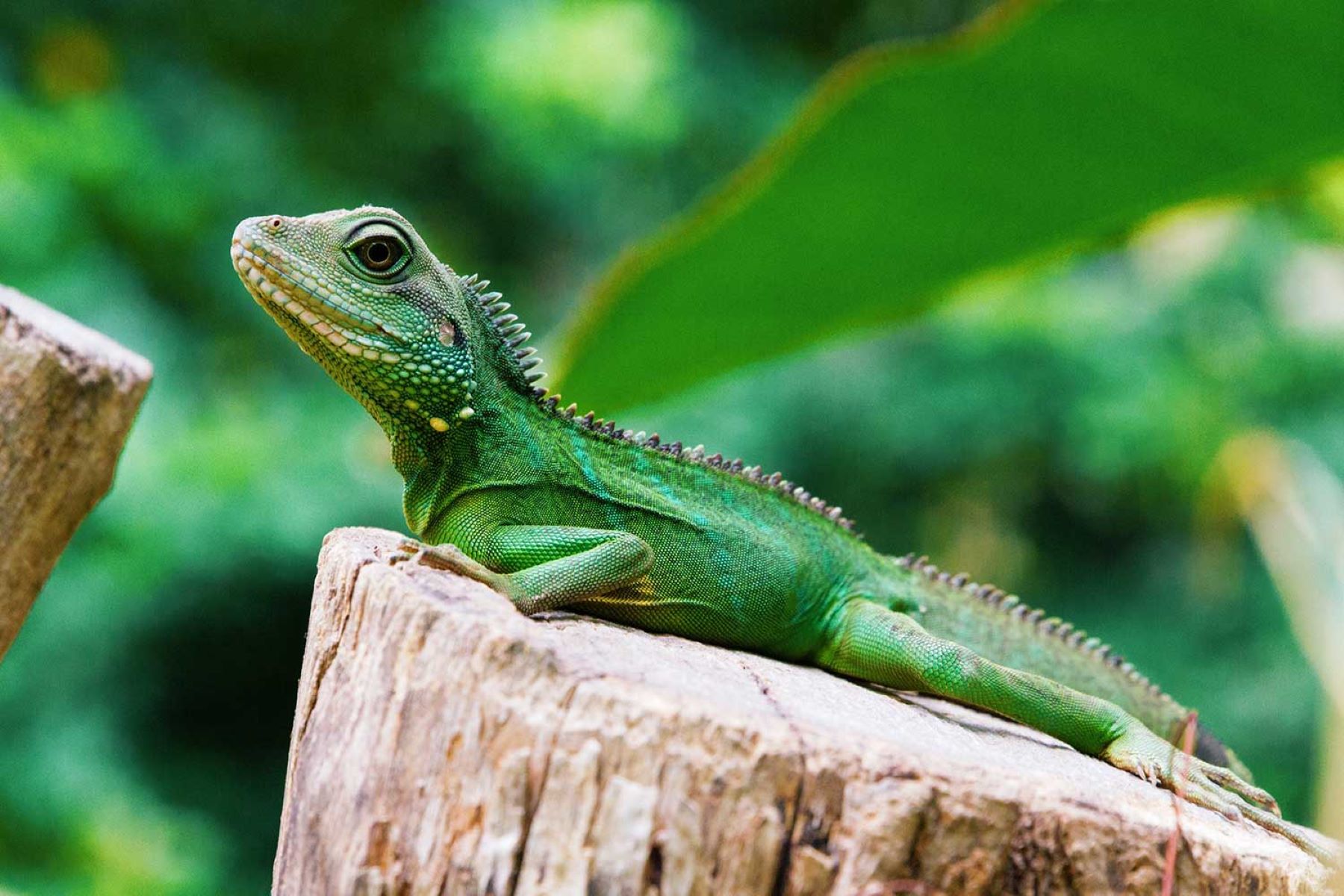 world-lizard-day-august-14