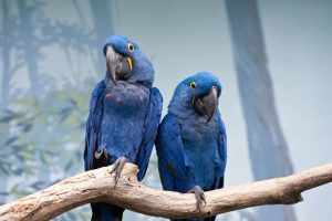 World Parrot Day May 31