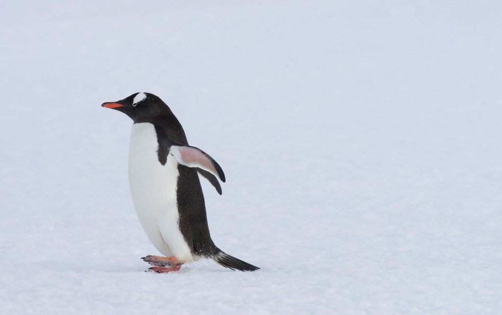 world-penguin-day-april-25