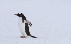 World Penguin Day April 25