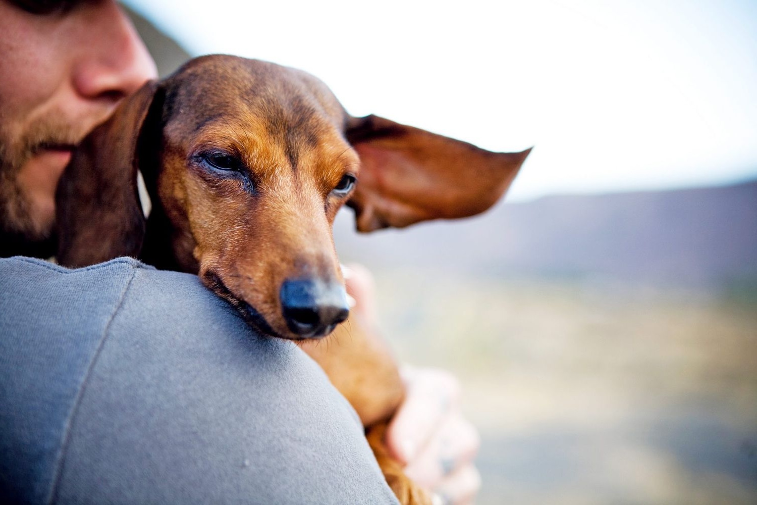 World Pet Memorial Day June 8