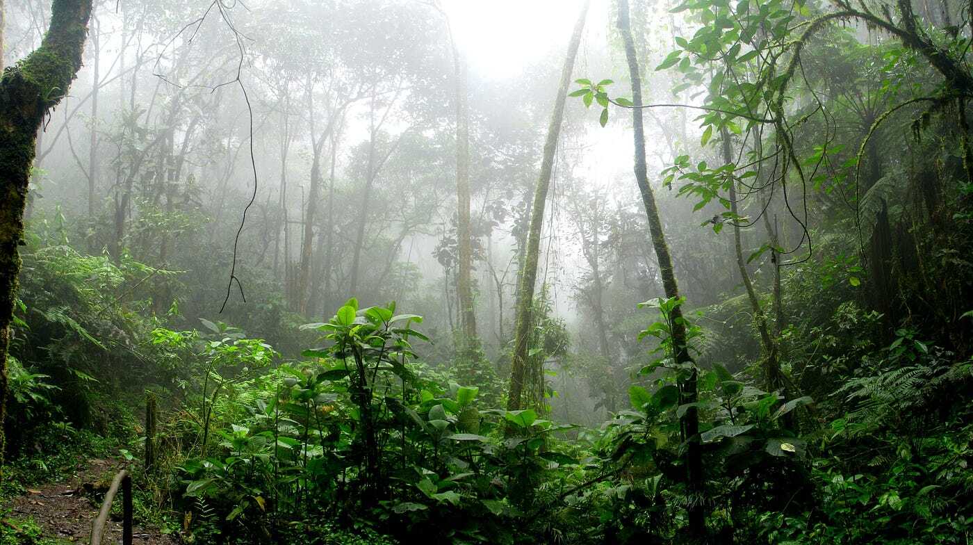 World Rainforest Day June 22
