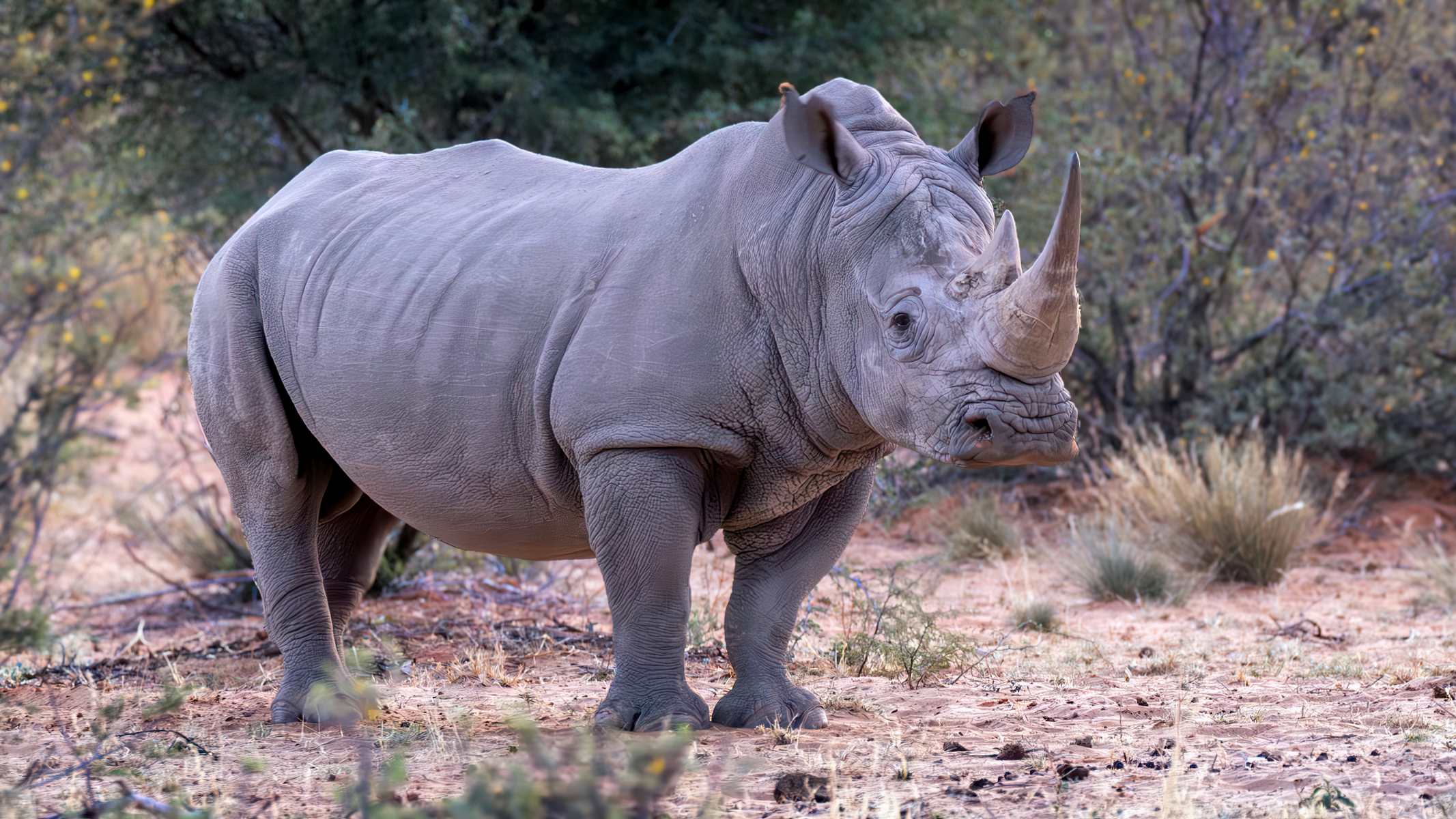 World Rhino Day September 22