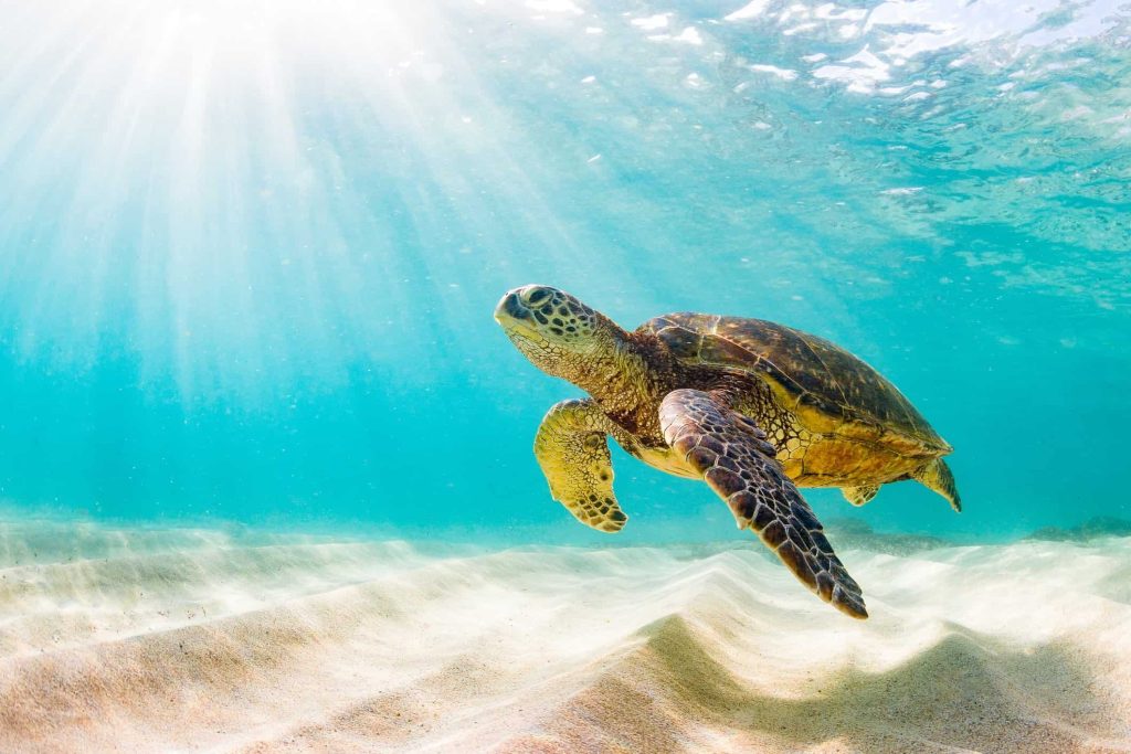 world-sea-turtle-day-june-16