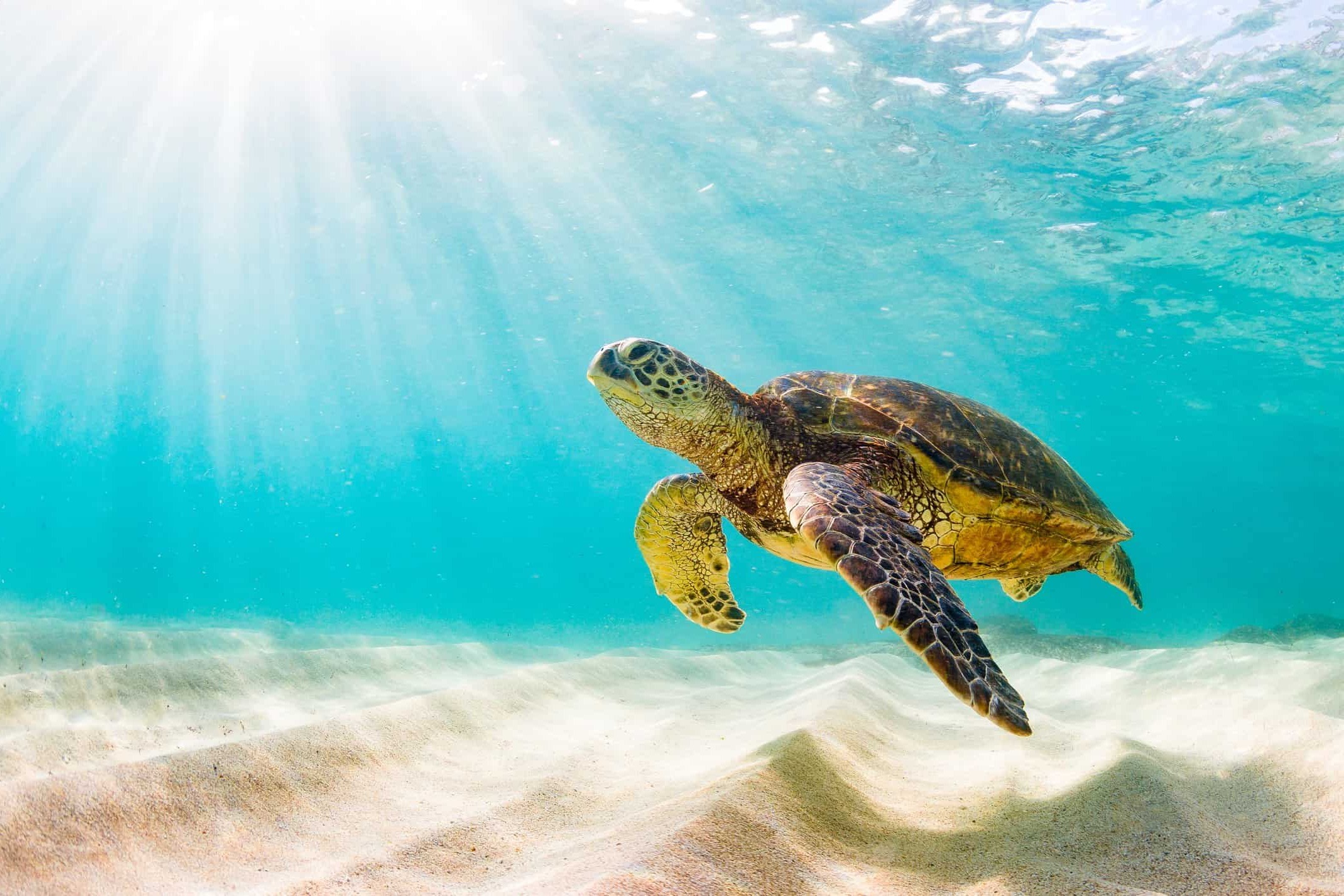 World Sea Turtle Day June 16